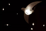 小杰專欄｜燕子歸巢