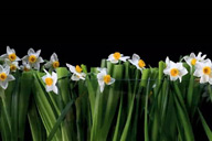 澳珀展厅｜水仙花開