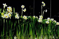 小杰專欄｜水仙