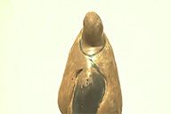 小杰隨筆｜問龟